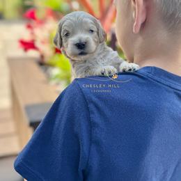 Cockapoo Puppies from Chesley Hill Cockapoos