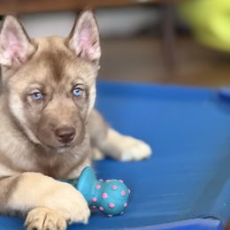 Prince - Red and white male Siberian Husky puppy in Fairborn, Ohio from Haven of Free Spirits