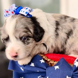 Pink collar toy - Blue merle female Aussiedoodle puppy in 32046, Florida from River Hill Ranch