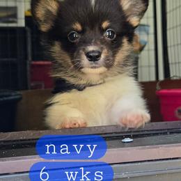 Navy - Black and tan male Pembroke Welsh Corgi puppy in Necedah, Wisconsin from The 6Ks Paws and Hobbies