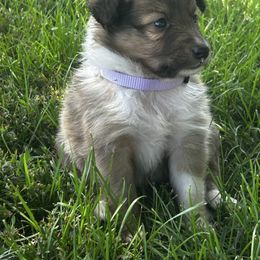 Lavender - White and sable female Shetland Sheepdog puppy in Fontanelle, Iowa from Jensen Farms Shelties