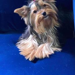 Darcy - Yorkshire Terrier