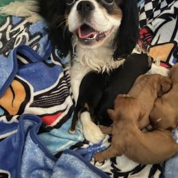 Dixie - Cavalier King Charles Spaniel