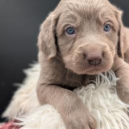 Prancer - male Long Haired Weimaraner puppy in Evart, Michigan from Drehbar Weimaraners