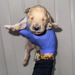 Boy 2 - Cream male Goldendoodle puppy in Fayetteville, Arkansas from Silver Hill Farm