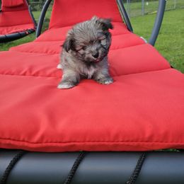 Evan - White and tan male Maltese puppy in Terrell, Texas from PBJ Farms