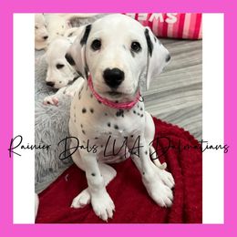 Dalmatian Puppies from Rainier DALS LUA Dalmatians of Washington
