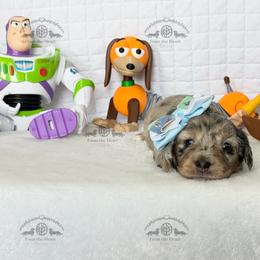 Miss. Dk. Pink-5200 - Dapple female Dachshund puppy in Ocala/Gainesville, Florida from From the Heart Doxies