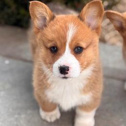 Nash - Red male Pembroke Welsh Corgi puppy in Beggs, Oklahoma from Blue Diamond Corgi’s