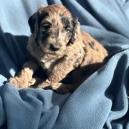 Hazelnut - Merle male Labradoodle puppy in Somerset, California from Annie’s Animals