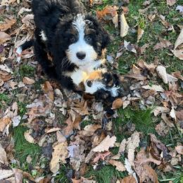 Bernedoodle Puppies from B'doodle