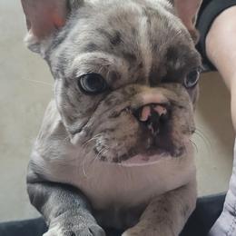 French Bulldog puppies from French Bulldog
