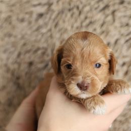 Red - Caramel female Australian Labradoodle puppy in Williamstown, New York from Lewis Manor Labradoodles