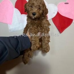 Ramon - Red  male Goldendoodle puppy in Ludington, Michigan from Yorks and doodles