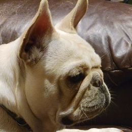 Honey - French Bulldog