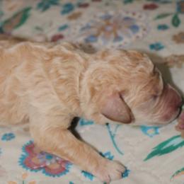 Master Arthur - Cream male Goldendoodle puppy in Huntingdon, Tennessee from McCaslin's Doddles