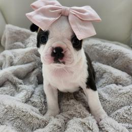 Pearl - Black brindle and white female Boston Terrier puppy in Leola, Pennsylvania from Edna's Homegrown Frenchies
