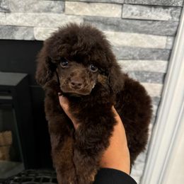 Sven - Phantom male Poodle puppy in Lathrop, California from Stellar Poodles