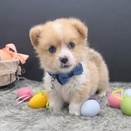Willy - Blue merle and white male American Corgi puppy in Missouri from Country Legends Aussies & Corgis