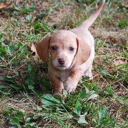 AKC Trooper - Dapple male Dachshund puppy in Billings, Missouri from Bundles of Joy