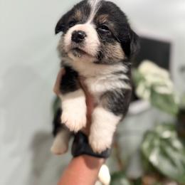 Trooper - Black and tan male American Corgi puppy in Tishomingo, Mississippi from Magnolia Trace Corgis