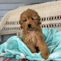 Cooper - Apricot male Poodle puppy in Bettendorf, Iowa from Red Door Poodles