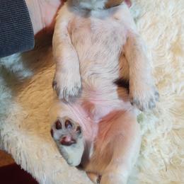 English Springer Spaniel Puppies from Erica Chapman