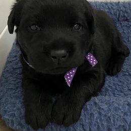 Labrador Retriever Puppies from Stonehouse Labradors