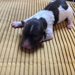 Sequoia - Chocolate male Havanese puppy in Bloomington, Illinois from Estelle's Havanese