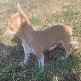 Girl 4 - Merle female Chihuahua puppy in Warsaw, Virginia from B&D Chihuahuas