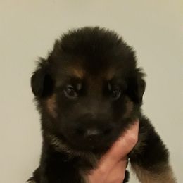 German Shepherd Puppies from Von Jo-Rielle Kennel