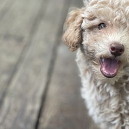 Cockapoo Puppies from Raisingcockapoos
