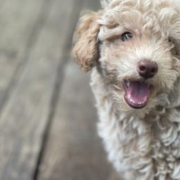 Cockapoo Puppies from Raisingcockapoos