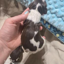 Boy1 - Liver and white male English Springer Spaniel puppy in Saginaw, Michigan from Kemerer Springers