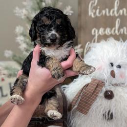 Romeo - Black and tan male Cavapoo puppy in Coshocton, Ohio from Forever Family Puppies