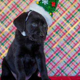 White Collar - Black female Labrador Retriever puppy in Ridgecrest, California from Black Mountain Service Dogs