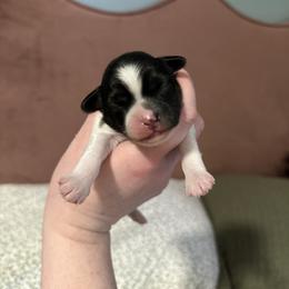Charm Jr (CJ) - Red sable male Lowchen puppy in Sioux Falls, South Dakota from PreVi Kennels