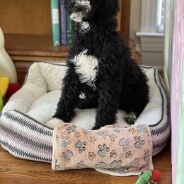 Poodle Puppies from Absolutely Pampered Poodles