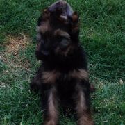 Briard Puppies from Phire N’ice