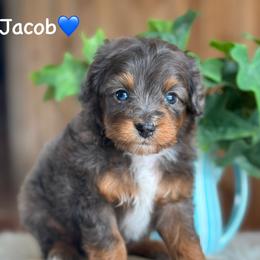 Jacob - Blue merle male Aussiedoodle puppy in Lancaster, Minnesota from Finney Ranch