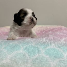Shih Tzu Puppies from Itty Bitty Paws