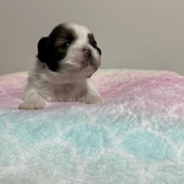 Shih Tzu Puppies from Itty Bitty Paws