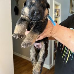 Blue - Black and red male German Shepherd puppy in Sacramento, California from Von Blackwolf German Shepherds