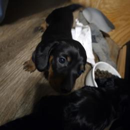 Dachshund Puppies from Joseph Dachshund's