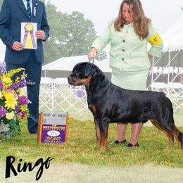 Rottweilers from Cimmerron Rottweilers