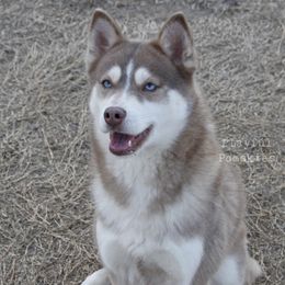 Dylan - Pomsky