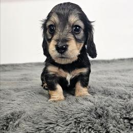Sable male - Sable male Dachshund puppy in Belle Rive, Illinois from Akin's Miniature Dachshunds, LLC