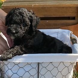 Sheepadoodle Puppies from Primrose Cottage Puppies