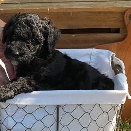 Sheepadoodle Puppies from Primrose Cottage Puppies