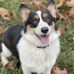 Maggie - Pembroke Welsh Corgi